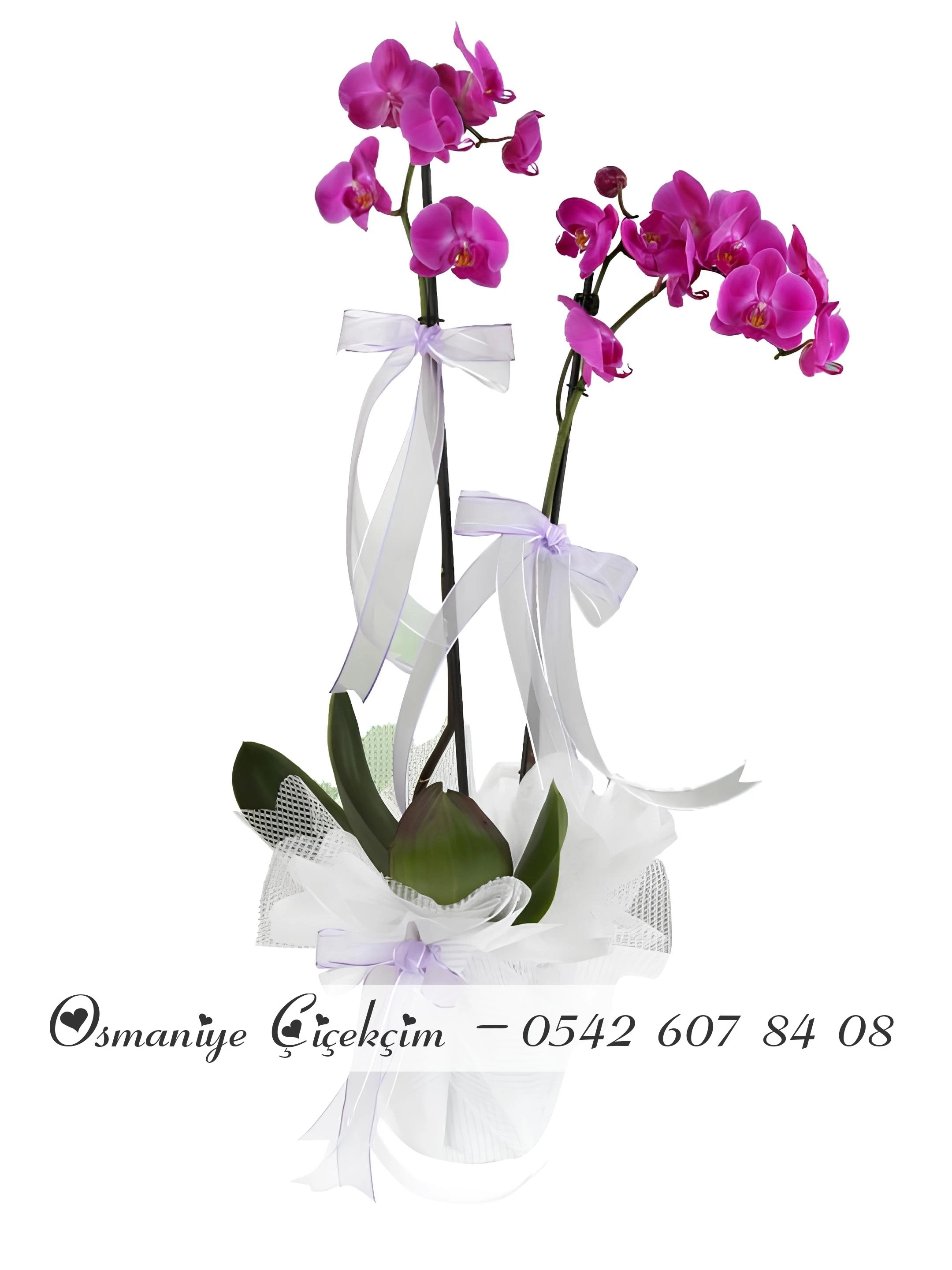 Çift Dallı Mor Orkide