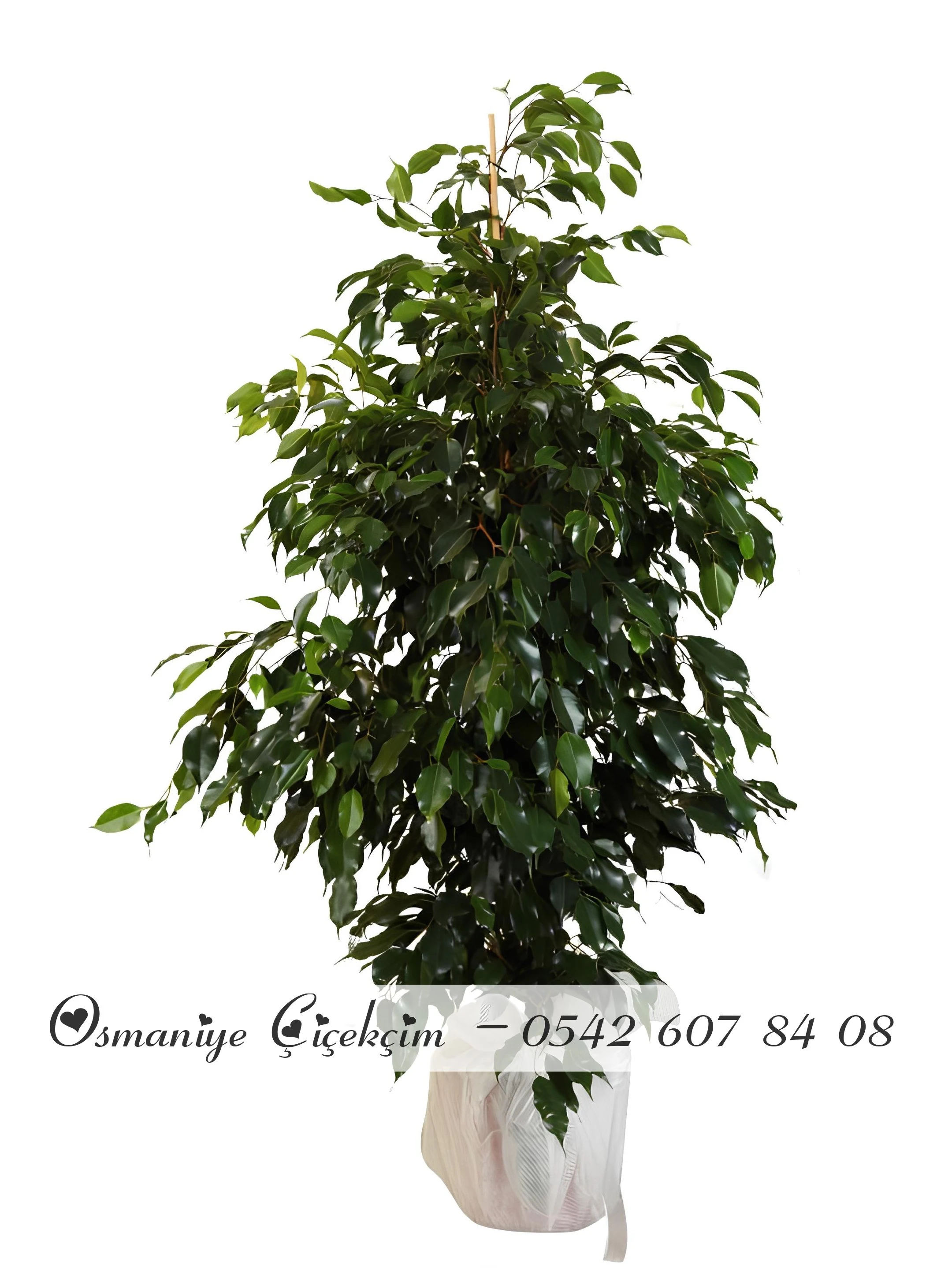 Ficus Benjamin