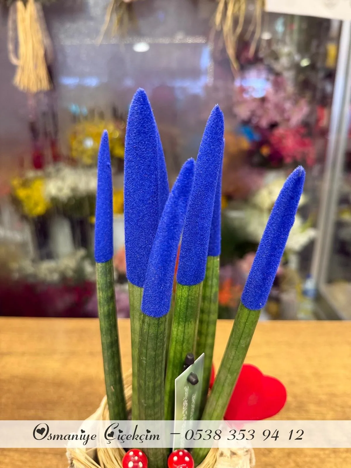 Sansevieria Floklu