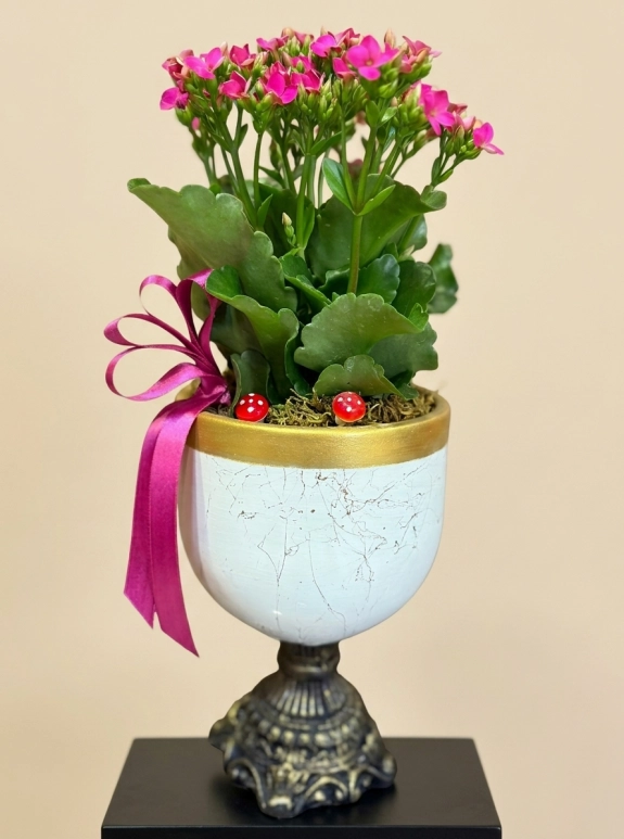 DEKORATİF AYAKLI BEYAZ SERAMİK İÇERİSİNDE PEMBE KALANCHOE