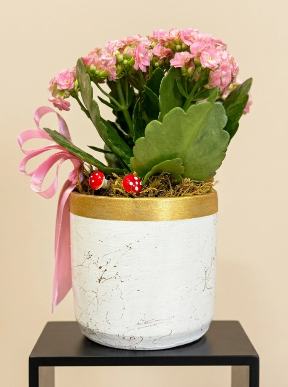 DEKORATİF AYAKLI SERAMİK İÇERİSİNDE PEMBE KALANCHOE