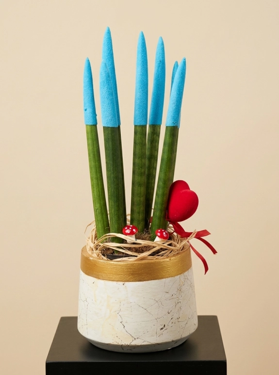 Sansevieria Floklu