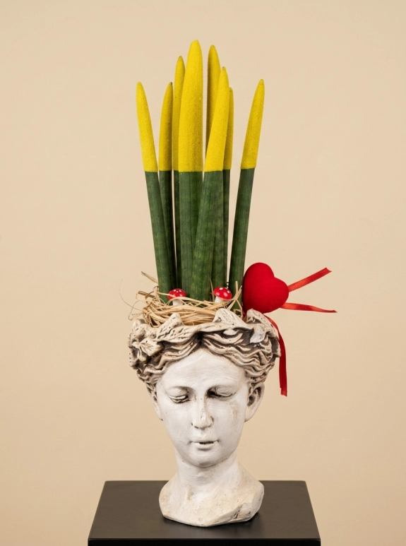 Sansevieria Floklu