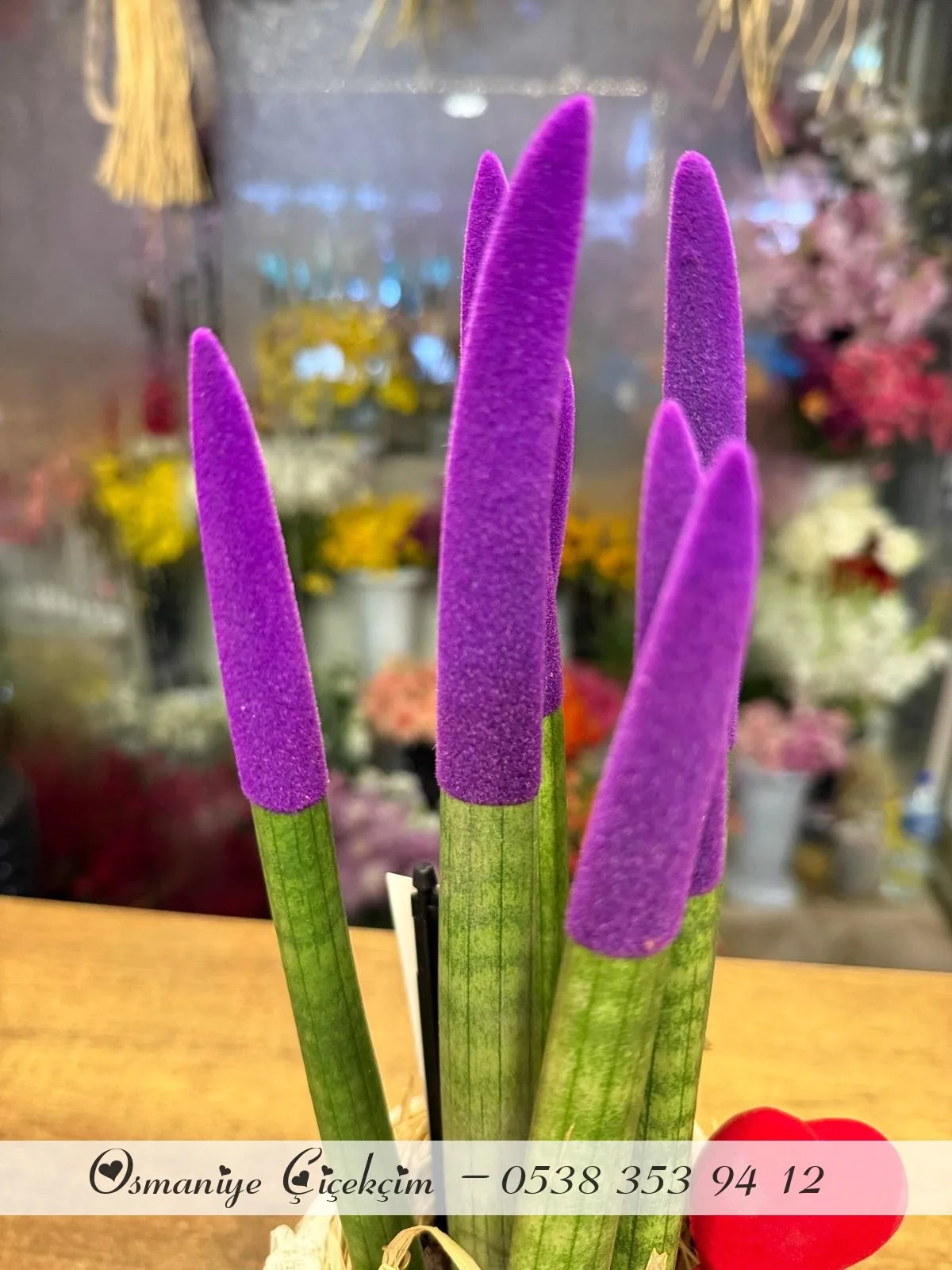 Sansevieria Floklu