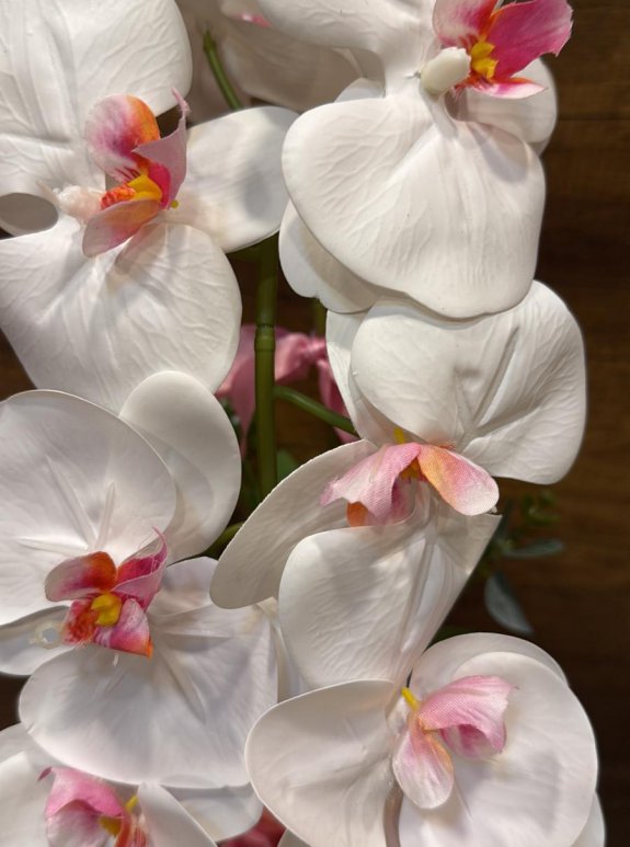 Yapay Saksıda Orkide