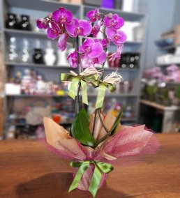 1 Saatte Teslim Orkide - 5