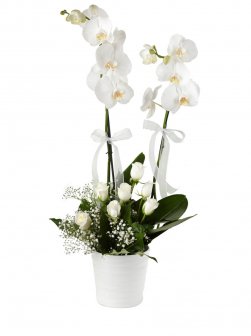 Çift Dal Beyaz Orkide Ve Beyaz Güller